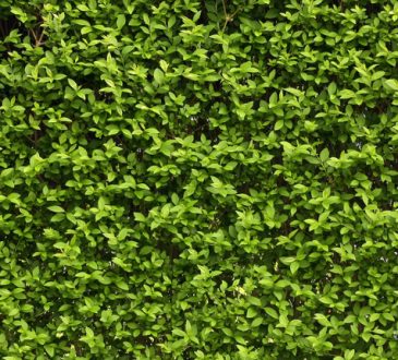 I Green Walls o muri verdi: benefici, salute, design e verde urbano