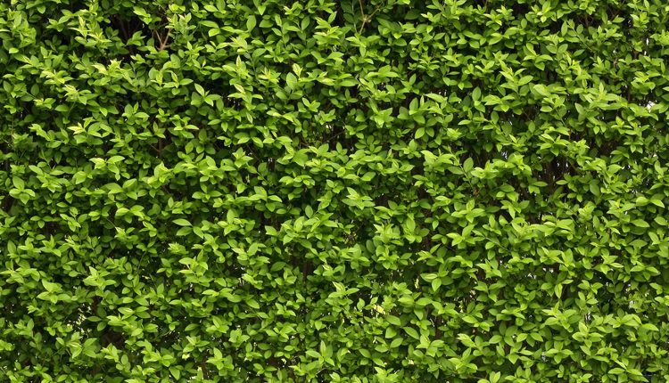 I Green Walls o muri verdi: benefici, salute, design e verde urbano
