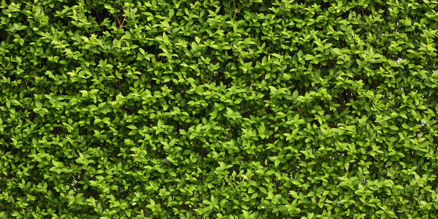 I Green Walls o muri verdi: benefici, salute, design e verde urbano