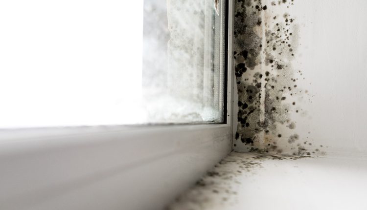 Come togliere la muffa dai muri! soluzioni, materiali, cause e ... Problemi di muffa sui muri
